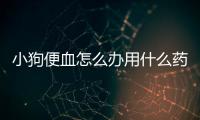 小狗便血怎么辦用什么藥(小狗冠狀病毒怎么治療方法)