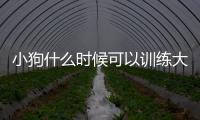 小狗什么時候可以訓練大小便(寶寶什么時候訓練大小便)