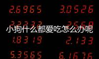 小狗什么都愛吃怎么辦呢？小狗狗什么都吃怎么辦