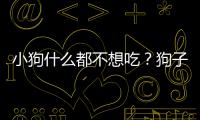 小狗什么都不想吃？狗子什么都不愛吃