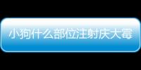 小狗什么部位注射慶大霉素好？小狗什么部位注射慶大疫苗