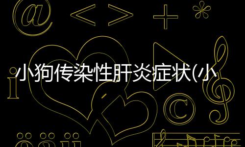 小狗傳染性肝炎癥狀(小狗傳染性肝炎能治好嗎)
