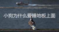 小狗為什么愛睡地板上面？狗狗為啥喜歡睡地板