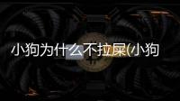 小狗為什么不拉屎(小狗為什么亂拉屎)