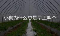 小狗為什么總是早上叫個不停？狗狗為什么天天早上很早就叫