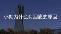 小狗為什么有淚痕的原因？狗狗為什么有淚痕