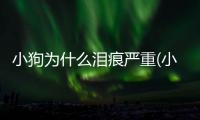 小狗為什么淚痕嚴重(小狗為什么淚痕很重)