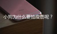 小狗為什么要抽瘦筋呢？小狗為什么要抽瘦筋的原因
