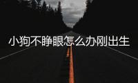小狗不睜眼怎么辦剛出生十天天(小狗一直不睜眼怎么辦)