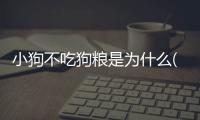 小狗不吃狗糧是為什么(小狗吃狗糧需要用水泡嗎?)