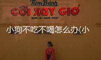 小狗不吃不喝怎么辦(小狗不喝水怎么辦但又吃東西)