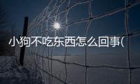 小狗不吃東西怎么回事(小狗不吃飯怎么回事)
