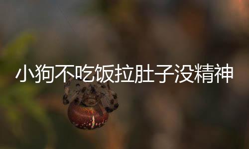 小狗不吃飯拉肚子沒精神怎么辦吃什么藥？小狗狗不吃飯拉肚子怎么辦