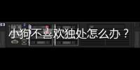 小狗不喜歡獨處怎么辦？狗狗不喜歡獨處