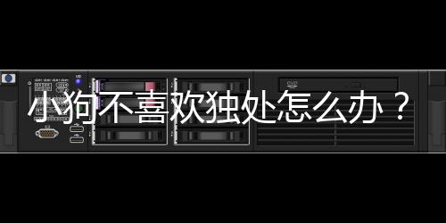 小狗不喜歡獨處怎么辦？狗狗不喜歡獨處