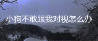 小狗不敢跟我對視怎么辦？小狗不敢跟我對視怎么回事
