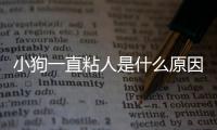 小狗一直粘人是什么原因引起的呢？小狗一直粘人是什么原因引起的怎么辦