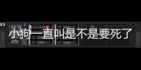 小狗一直叫是不是要死了(小狗一直叫是餓了嗎)