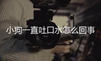 小狗一直吐口水怎么回事？小狗一直吐口水然后死