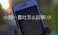 小狗一直吐怎么回事(小狗一直吐也不吃東西怎么回事)
