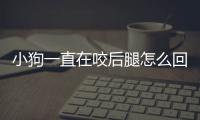 小狗一直在咬后腿怎么回事？小狗一直咬后腿和哼哼叫