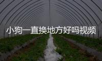 小狗一直換地方好嗎視頻？小狗一直換環境