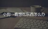 小狗一直想吃東西怎么辦(小狗一直想吃東西是怎么回事)