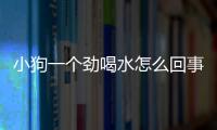 小狗一個勁喝水怎么回事(小狗一喝水就吐是什么原因造成的)