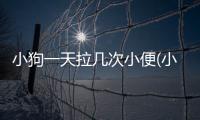 小狗一天拉幾次小便(小狗一天拉幾次小便正常)