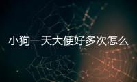 小狗一天大便好多次怎么辦(小狗一天吃幾次狗糧合適)