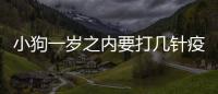 小狗一歲之內要打幾針疫苗(狗一周歲還打針嗎)