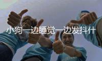小狗一邊睡覺一邊發(fā)抖什么原因？狗狗邊睡邊抖正常嗎