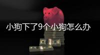 小狗下了9個小狗怎么辦？狗下了9個崽