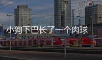 小狗下巴長(zhǎng)了一個(gè)肉球  小狗下巴長(zhǎng)了顆很硬的包怎么回事