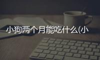 小狗兩個(gè)月能吃什么(小狗爬蹄怎么治療)