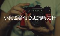 小狗也會有心臟病嗎為什么？狗狗會不會得心臟病毒