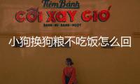 小狗換狗糧不吃飯怎么回事(小狗吃狗糧和吃飯的區別)