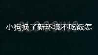 小狗換了新環境不吃飯怎么辦(小狗烤火會不會生病)