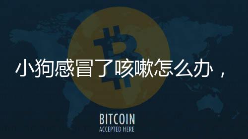 小狗感冒了咳嗽怎么辦，小狗感冒能自己好嗎，小狗感冒咳嗽幾天能好