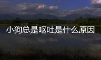小狗總是嘔吐是什么原因(小狗總是抽搐是怎么回事)