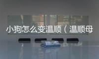 小狗怎么變溫順（溫順母狗容易弄）