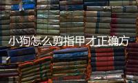 小狗怎么剪指甲才正確方法(小狗指甲怎么剪)