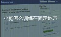 小狗怎么訓(xùn)練在固定地方大小便(小狗怎么訓(xùn)練)