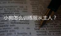 小狗怎么訓練服從主人？幼犬怎么訓練服從