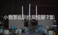 小狗怎么訓(xùn)拉屎拉尿？如何訓(xùn)練小狗拉粑粑
