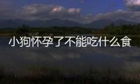 小狗懷孕了不能吃什么食物？小狗懷孕不能吃什么肉