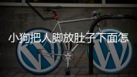 小狗把人腳放肚子下面怎么回事(狗狗把腳放在主人腳上)