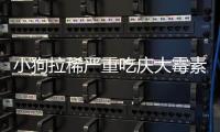 小狗拉稀嚴重吃慶大霉素有用嗎？小狗拉稀吃慶大霉素有用嗎