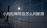 小狗拉稀帶血怎么判斷原因？小狗拉稀帶血怎么判斷病情