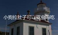 小狗拉肚子可以驅蟲嗎吃什么藥(小狗拉肚子可以驅蟲嗎)